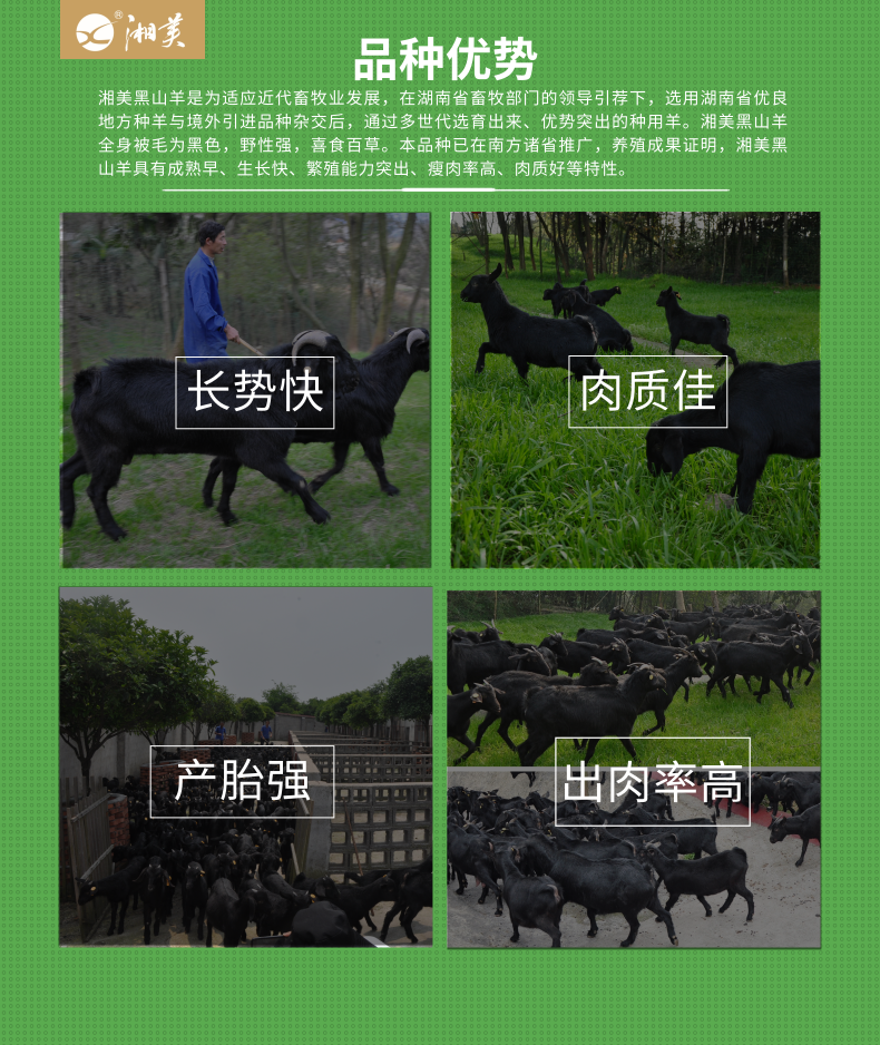 湘美黑山羊种介绍_3@凡科快图.png